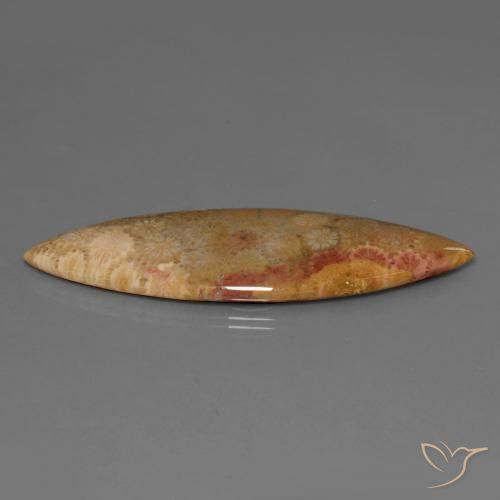 corail fossile Multicolore naturelle Marquise, 56.57 ct, Opaque