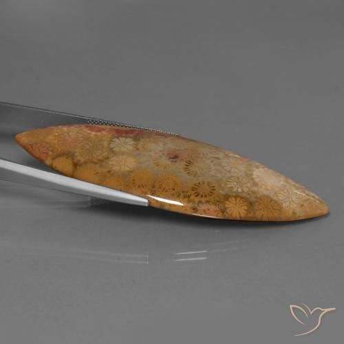 corail fossile Multicolore naturelle Marquise, 56.57 ct, Opaque
