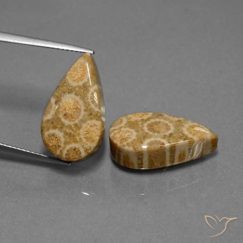 19.84ctw Naturel Multicolore corail fossile, En forme de poire, Opaque