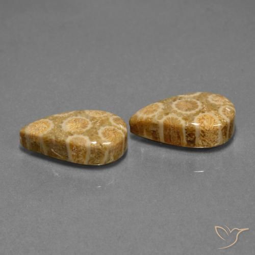 Shop natural 19.84ct Multicolore corail fossile gems, En forme de poire, from Indonésie at GemSelect. In stock, global shipping!