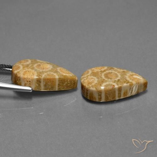 Shop natural 19.84ct Multicolore corail fossile gems, En forme de poire, from Indonésie at GemSelect. In stock, global shipping!