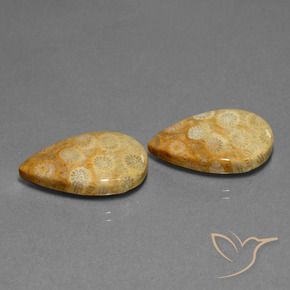 Shop natural 23.88ct Multicolore corail fossile gems, En forme de poire, from Indonésie at GemSelect. In stock, global shipping!