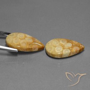 Shop natural 23.88ct Multicolore corail fossile gems, En forme de poire, from Indonésie at GemSelect. In stock, global shipping!
