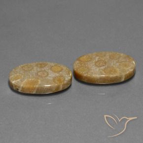 Shop natural 23.01ct Multicolore corail fossile gems, ovale, from Indonésie at GemSelect. In stock, global shipping!