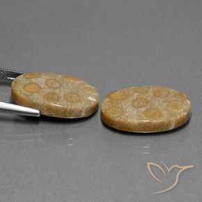 Shop natural 23.01ct Multicolore corail fossile gems, ovale, from Indonésie at GemSelect. In stock, global shipping!