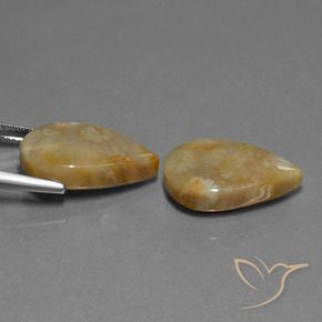 Shop natural 21.95ct Multicolore corail fossile gems, En forme de poire, from Indonésie at GemSelect. In stock, global shipping!