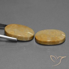Shop natural 32.11ct Multicolore corail fossile gems, ovale, from Indonésie at GemSelect. In stock, global shipping!