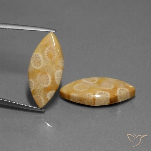 Shop natural 20.04ct Multicolore Corail fossile gems, Marquise, from Indonésie at GemSelect. In stock, global shipping!