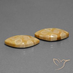 Shop natural 20.04ct Multicolore Corail fossile gems, Marquise, from Indonésie at GemSelect. In stock, global shipping!