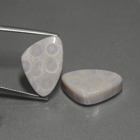 Achetez naturel ct Multicolore Corail fossile gems, Trillion, En provenance Indonésie chez GemSelect. En stock, livraison internationale!