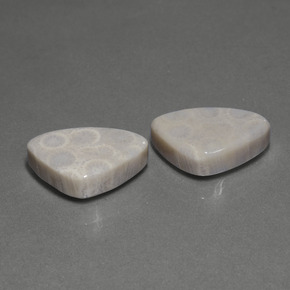 Achetez naturel ct Multicolore Corail fossile gems, Trillion, En provenance Indonésie chez GemSelect. En stock, livraison internationale!