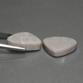 Achetez naturel ct Multicolore Corail fossile gems, Trillion, En provenance Indonésie chez GemSelect. En stock, livraison internationale!