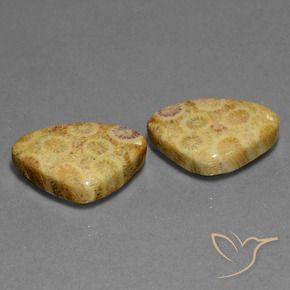 Shop natural 28.33ct Multicolore corail fossile gems, Trillion, from Indonésie at GemSelect. In stock, global shipping!