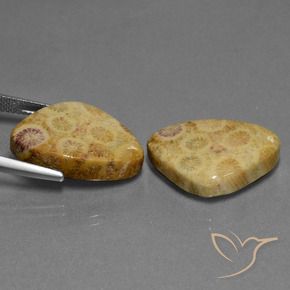Shop natural 28.33ct Multicolore corail fossile gems, Trillion, from Indonésie at GemSelect. In stock, global shipping!