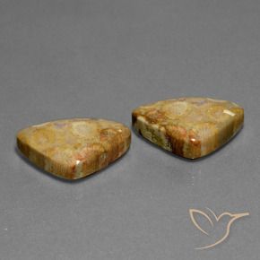 Shop natural 28.03ct Multicolore corail fossile gems, Trillion, from Indonésie at GemSelect. In stock, global shipping!