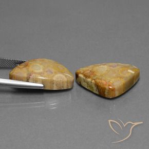 Shop natural 28.03ct Multicolore corail fossile gems, Trillion, from Indonésie at GemSelect. In stock, global shipping!