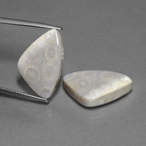 Achetez naturel 21,39ct multicolore corail fossile gems, trillion, en provenance indonésie chez gemselect. en stock, livraison internationale!