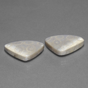 Achetez naturel 21,39ct multicolore corail fossile gems, trillion, en provenance indonésie chez gemselect. en stock, livraison internationale!