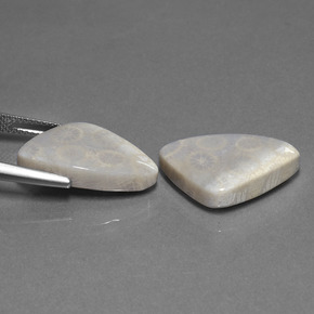 Achetez naturel 21,39ct multicolore corail fossile gems, trillion, en provenance indonésie chez gemselect. en stock, livraison internationale!