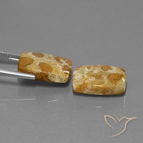 Shop natural 19.08ct Multicolore corail fossile gems, Coussin, from Indonésie at GemSelect. In stock, global shipping!
