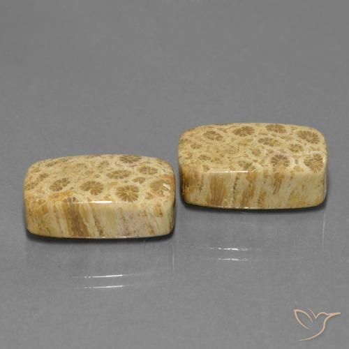 Shop natural 28.81ct Multicolore corail fossile gems, Coussin, from Indonésie at GemSelect. In stock, global shipping!