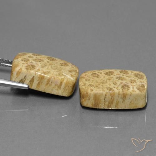 Shop natural 28.81ct Multicolore corail fossile gems, Coussin, from Indonésie at GemSelect. In stock, global shipping!