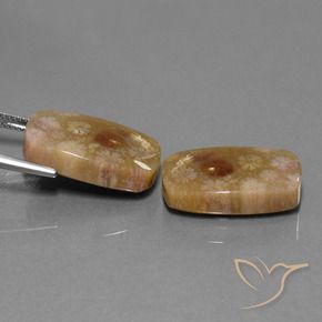 Shop natural 30.11ct Multicolore corail fossile gems, Coussin, from Indonésie at GemSelect. In stock, global shipping!