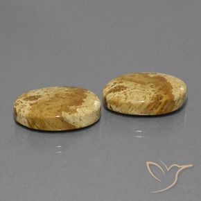 Shop natural 25.37ct Multicolore Corail fossile gems, ovale, from Indonésie at GemSelect. In stock, global shipping!