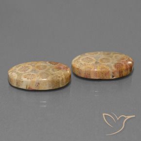 Shop natural 19.28ct Multicolore Corail fossile gems, ovale, from Indonésie at GemSelect. In stock, global shipping!