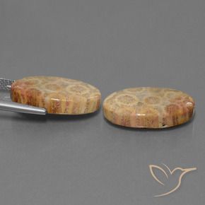 Shop natural 19.28ct Multicolore Corail fossile gems, ovale, from Indonésie at GemSelect. In stock, global shipping!