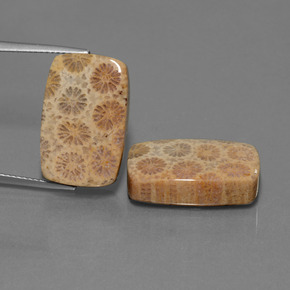 Achetez naturel ct Multicolore Corail fossile gems, Coupe coussin, En provenance Indonésie chez GemSelect. En stock, livraison internationale!