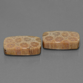 Achetez naturel ct Multicolore Corail fossile gems, Coupe coussin, En provenance Indonésie chez GemSelect. En stock, livraison internationale!