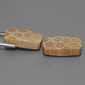 Achetez naturel ct Multicolore Corail fossile gems, Coupe coussin, En provenance Indonésie chez GemSelect. En stock, livraison internationale!