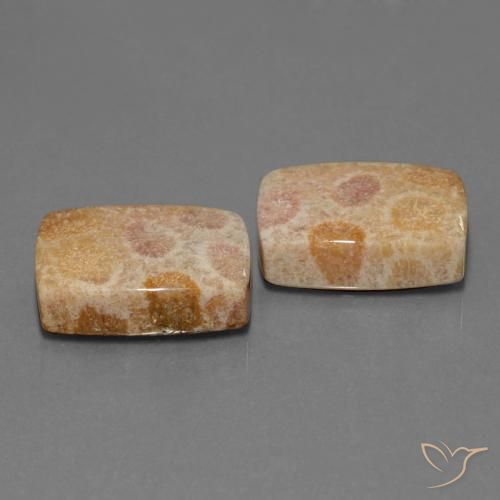 Shop natural 35.05ct Multicolore corail fossile gems, Coussin, from Indonésie at GemSelect. In stock, global shipping!