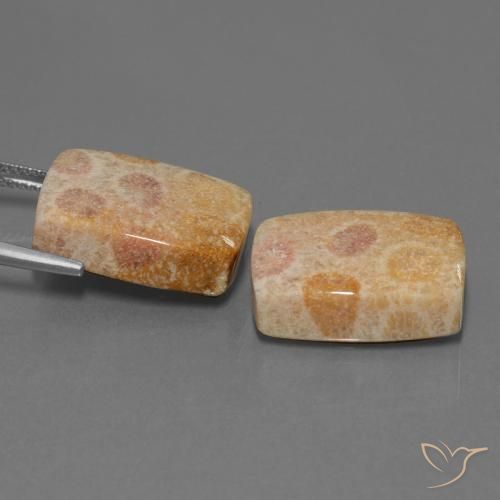 Shop natural 35.05ct Multicolore corail fossile gems, Coussin, from Indonésie at GemSelect. In stock, global shipping!