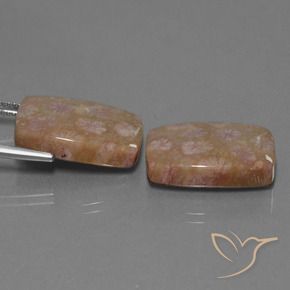 Shop natural 27.24ct Multicolore corail fossile gems, Coussin, from Indonésie at GemSelect. In stock, global shipping!