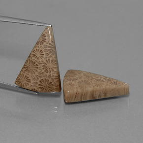 Achetez naturel ct Multicolore Corail fossile gems, Trillion, En provenance Indonésie chez GemSelect. En stock, livraison internationale!