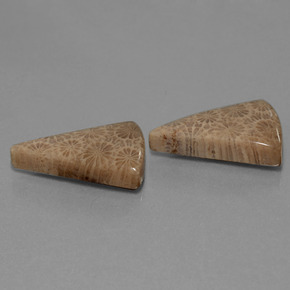 Achetez naturel ct Multicolore Corail fossile gems, Trillion, En provenance Indonésie chez GemSelect. En stock, livraison internationale!