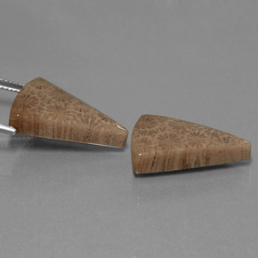 Achetez naturel ct Multicolore Corail fossile gems, Trillion, En provenance Indonésie chez GemSelect. En stock, livraison internationale!