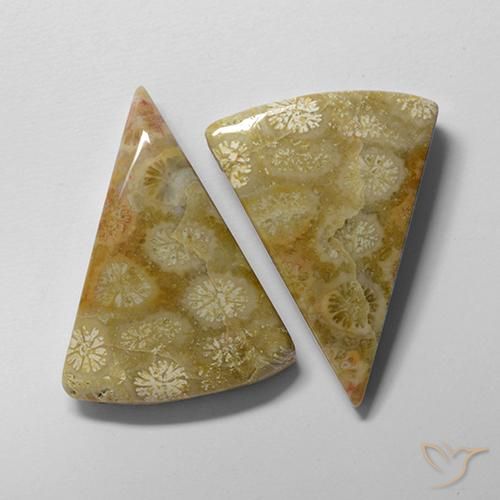 28.61ctw Naturel Multicolore Corail fossile, Trillion, Opaque