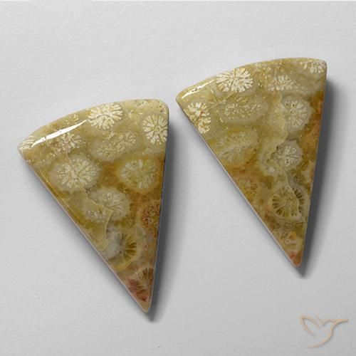 Shop natural 28.61ct Multicolore corail fossile gems, Trillion, from Indonésie at GemSelect. In stock, global shipping!