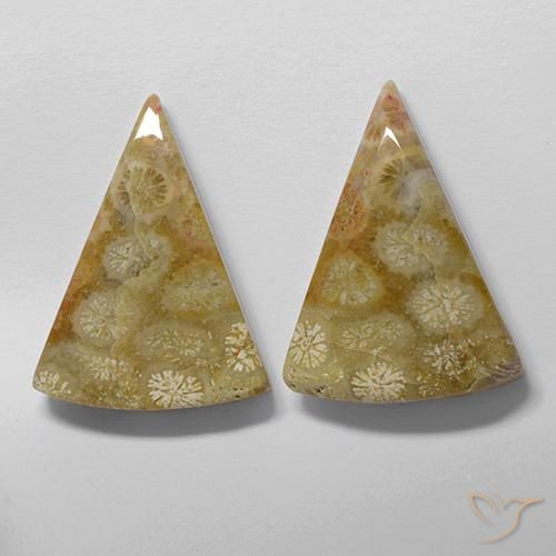 Shop natural 28.61ct Multicolore corail fossile gems, Trillion, from Indonésie at GemSelect. In stock, global shipping!