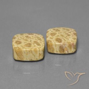 Shop natural 26.03ct Multicolore corail fossile gems, Coussin, from Indonésie at GemSelect. In stock, global shipping!