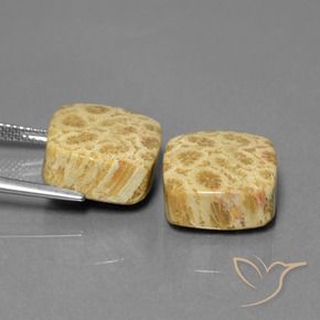 Shop natural 26.03ct Multicolore corail fossile gems, Coussin, from Indonésie at GemSelect. In stock, global shipping!