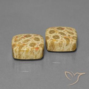 Shop natural 24.04ct Multicolore corail fossile gems, Coussin, from Indonésie at GemSelect. In stock, global shipping!