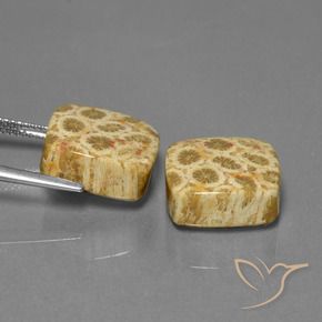Shop natural 24.04ct Multicolore corail fossile gems, Coussin, from Indonésie at GemSelect. In stock, global shipping!