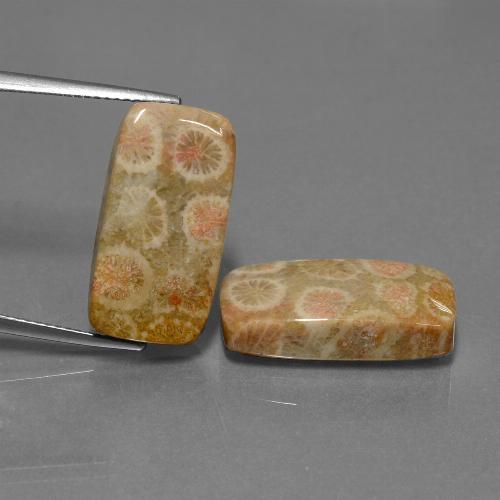 Achetez naturel 23.56ct Multicolore Corail fossile gems, Coupe coussin, En provenance Indonésie chez GemSelect. En stock, livraison internationale!