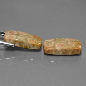 Achetez naturel 23.56ct Multicolore Corail fossile gems, Coupe coussin, En provenance Indonésie chez GemSelect. En stock, livraison internationale!