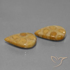 Shop natural 22.90ct Multicolore corail fossile gems, En forme de poire, from Indonésie at GemSelect. In stock, global shipping!