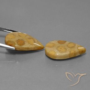 Shop natural 22.90ct Multicolore corail fossile gems, En forme de poire, from Indonésie at GemSelect. In stock, global shipping!